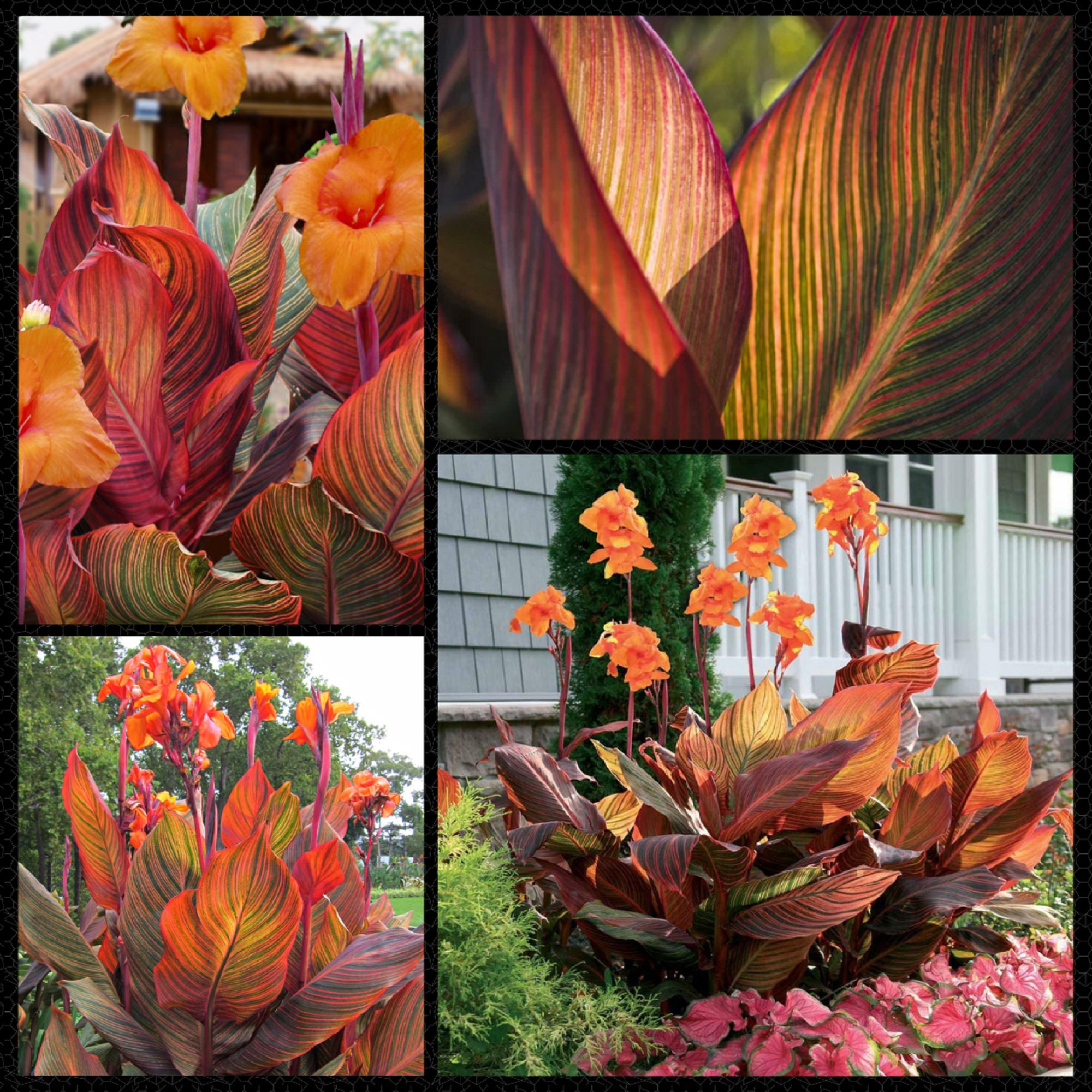 Canna lily plant - Etsy 日本
