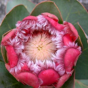 May include: A close-up of a protea flower bud. The flower has vibrant pink petals with white, fluffy edges, surrounding a light yellow centre. Large green leaves frame the flower, creating a striking contrast.
