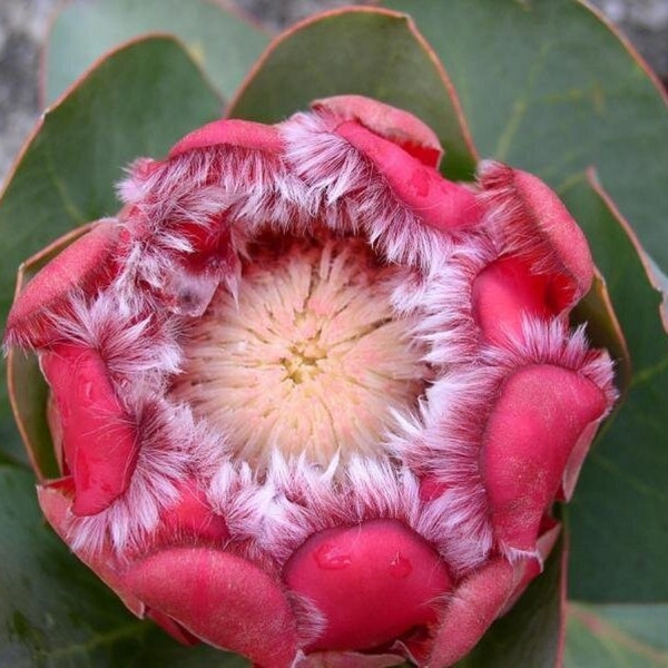 Red Sugarbush - Protea grandiceps - Rari semi 'Pianta' - Sugarbush scarlatto, Puntaspilli rosso, Leucospermum rosso, Puntaspilli fontana rossa