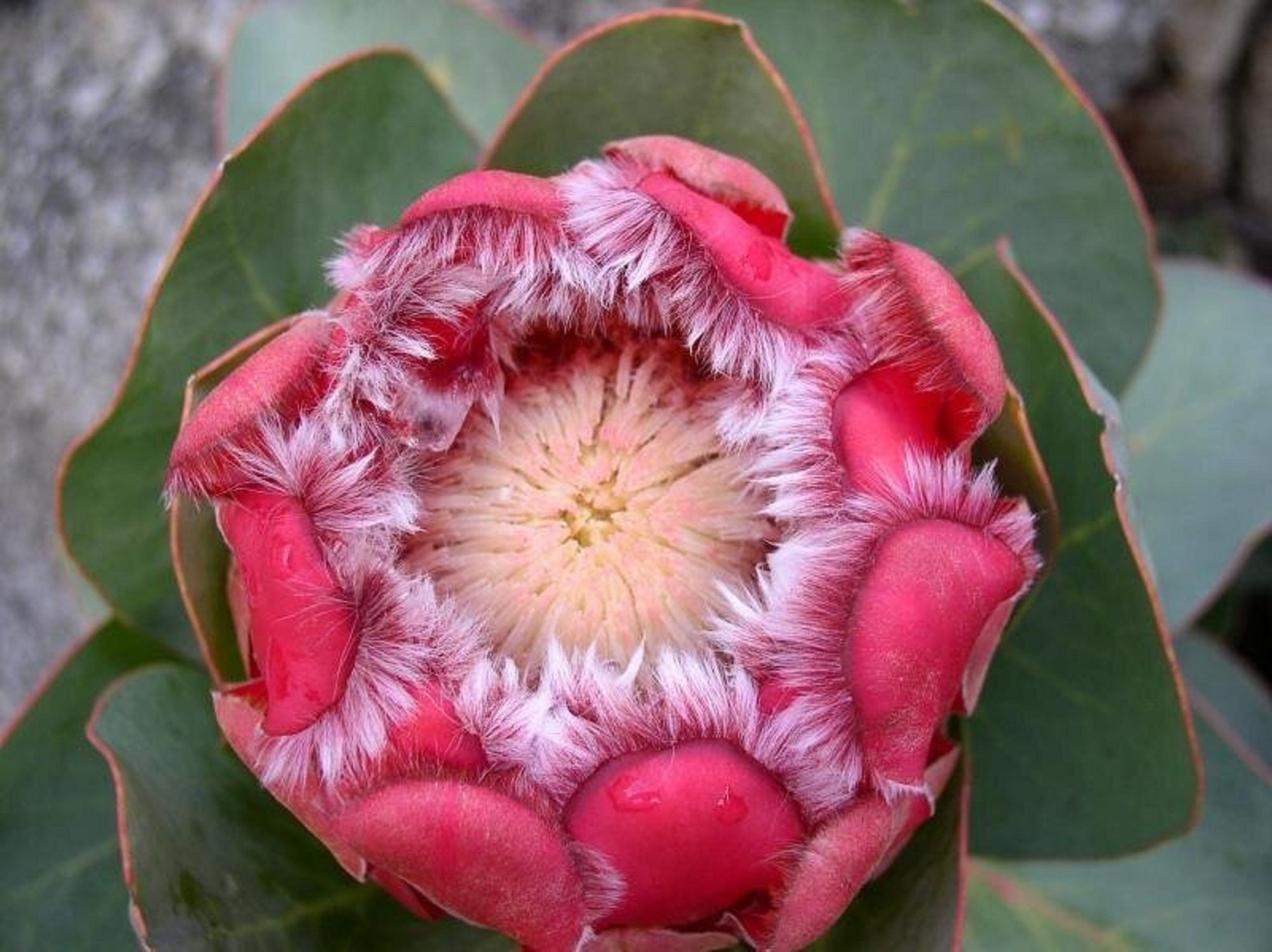 Protea seeds - Etsy 日本