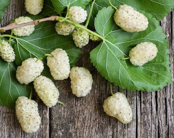 Morwa biała - Morus alba - rzadkie nasiona 'Fruit' - drzewo jedwabnika, biało-żółte, morwa chińska, morwa chińska, morwa jedwabista
