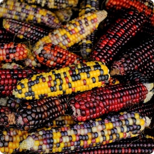 Painted Mountain Corn - Zea mays - Rare Heirloom Vegetables