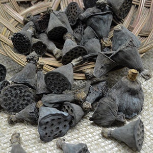 Mini Lotus Pods - Nelumbium Speciosum - Terrarium Decor - Natural Dried Fruit and Seed Pods