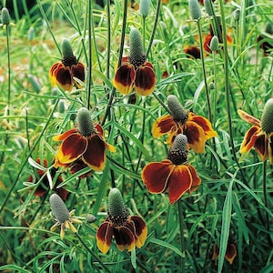 Mexican Hat - Prairie Coneflower - Ratibida columnifera - Rare &#39;Plant&#39; Seeds - Red Coneflower, Long-Headed Prairie Cone,  Prairie Coneflower