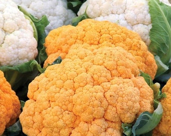 Coliflor con queso cheddar y naranja al atardecer - Brassica oleracea - Vegetal ancestral poco común