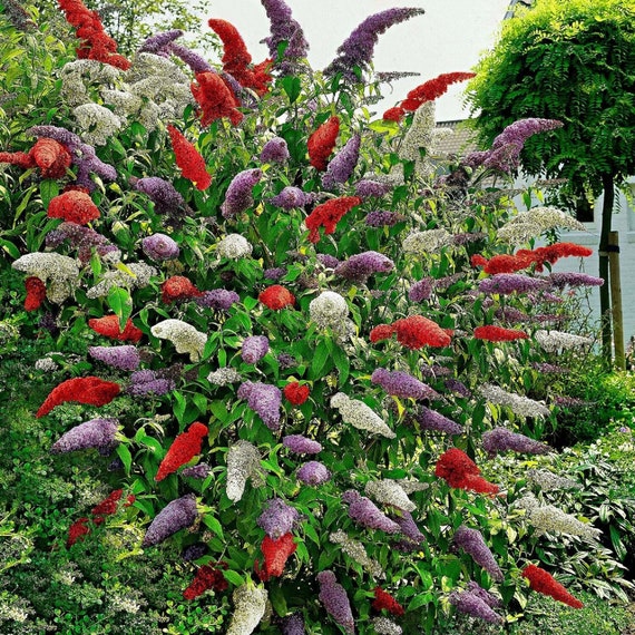 Rare Buddleja