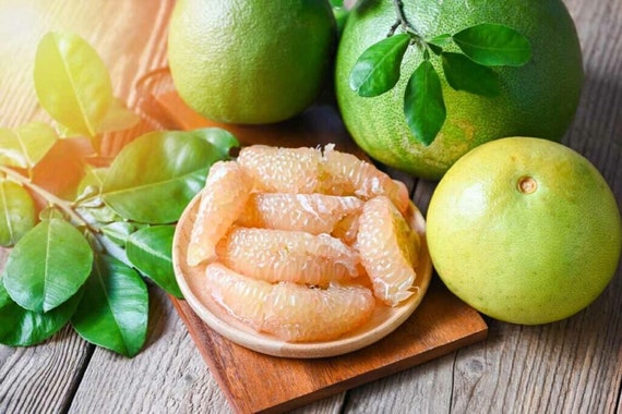 ポメロ柑橘類 - Citrus maxima - 珍しい「果物」の種子 - ポメロ、黄