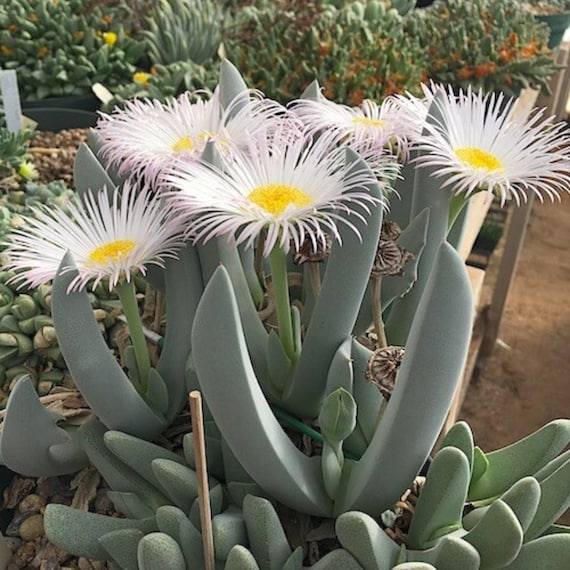 ウサギの耳の多肉植物 - Cheiridopsis denticulata - 珍しい