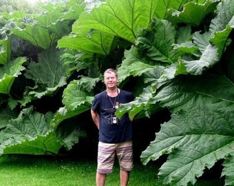 Giant Rubarb - Gunnera manicata - Rare 'Plant' Seeds - Elephant Ear Rhubarb, Gunnera, Blue-Green, Dinosaur Food, Chilean Rhubarb, Gunneracea