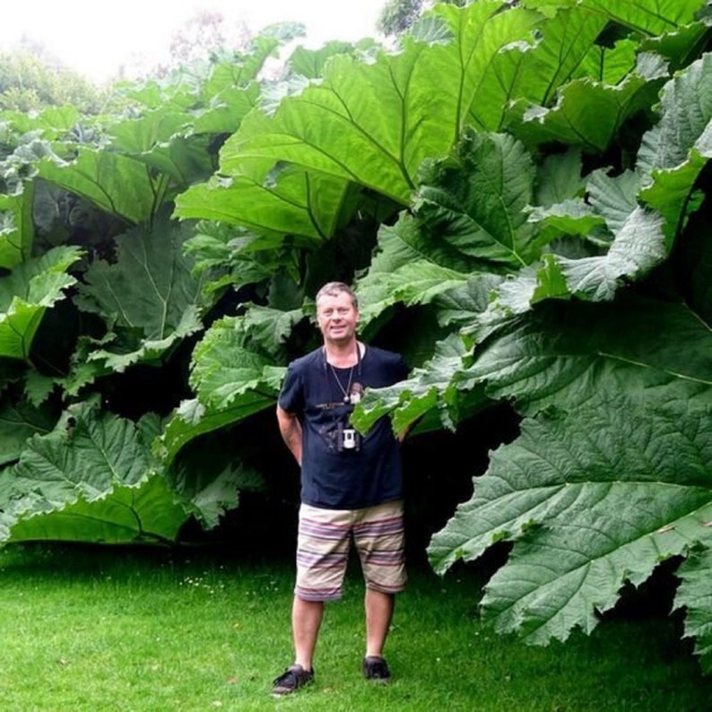 The common name for this is Gunnera manicata (Giant Rubarb).Other Common names for this Rare Succulent Species are: Giant Rubarb: Elephant Ear Rhubarb, Dinosaur Food, Chilean Rhubarb. We only sell rare seeds of rare plants.