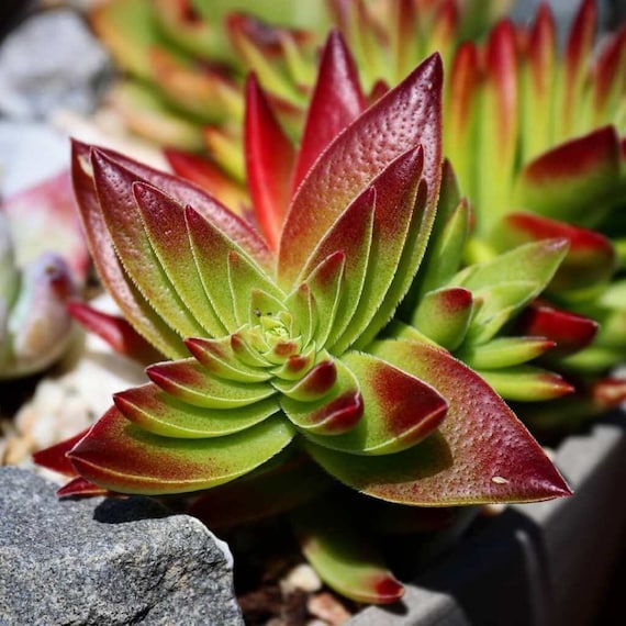 Campfire Succulent - Crassula Capitella - Rare 'succulent' Seeds - Golden  Sedum, Red-green, Coppertone Stonecrop, Fireburst Succulent - Etsy Israel