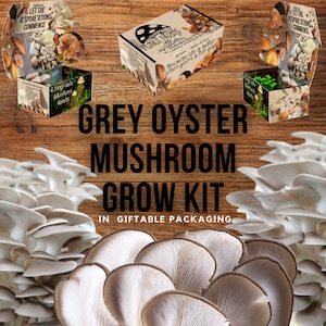 Grey Oyster Mushroom Growing Kit - Pleurotus ostreatus - DIY Spawn Spore Plugs Mushroom Grow Kit with gift Box - Indoor Fungi Cultivation