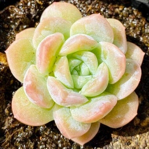 Echeveria Hybrid 1 - Echeveria alba X Echeveria laui - Rare &#39;Succulent&#39; Seeds - White Ghost Echeveria, Snowball Echeveria, Pearl Echeveria