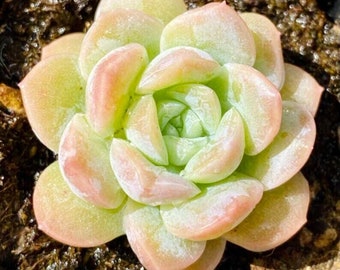 Echeveria Hybrid 1 - Echeveria alba X Echeveria laui - Rares 'Succulent' Seeds - White Ghost Echeveria, Snowball Echeveria, Pearl Echeveria