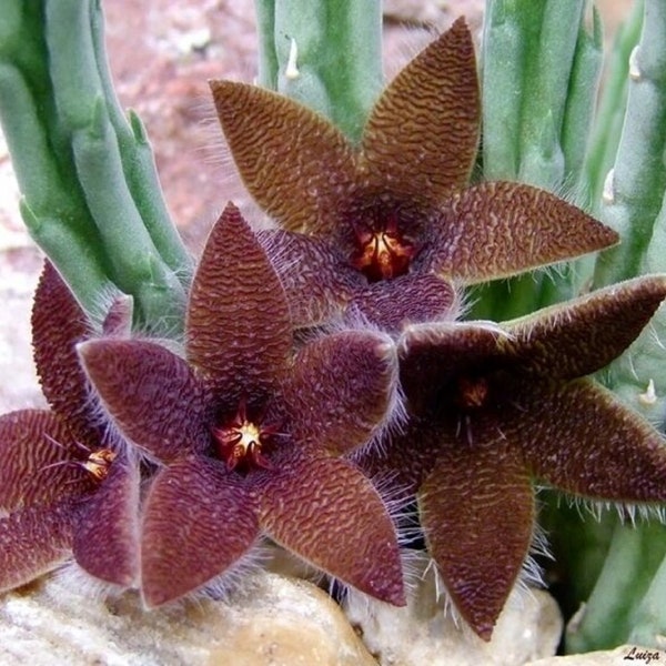 African Starfish Flower - Stapelia olivacea - Rare 'Cactus' Seeds - Carrion flower, Purple-Green, Toad plant, Snake cactus, Olive stapelia