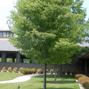 Japanese Zelkova Tree - Zelkova serrata - Rare &#39;Bonsai Tree&#39; Seeds - Japanese Elm Bonsai Tree, Green-Yellow, Keyaki Bonsai Tree, Ulmaceae