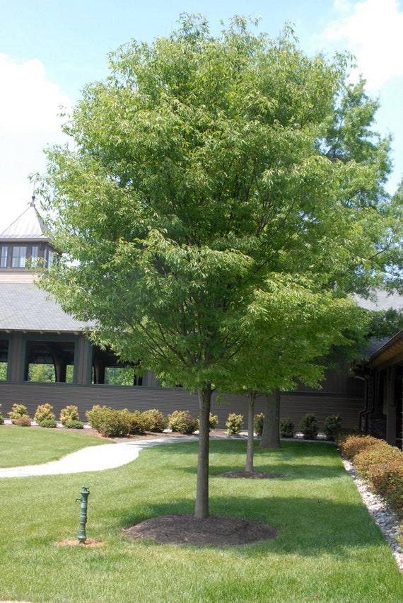 Japanese Zelkova Tree - Zelkova Serrata - Rare 'bonsai Tree' Seeds