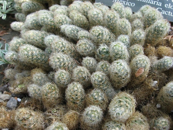 Kaktus Biedronka - Mammillaria elongata - Rzadkie nasiona 'Cactus' -  Echinocactus horizonthalonius, Biao-zielony, Horse Crippler, Devils Tongue  - Etsy Polska