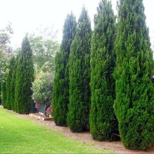 May include: A row of tall, green evergreen trees planted close together to form a hedge or privacy screen.