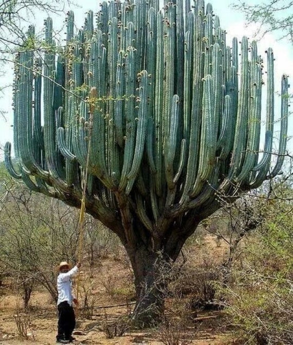 cactus vorbitor Papagal vorbitor jucarie interactiva + Jucarie cactus, canta, danseaza   AziLaReducere