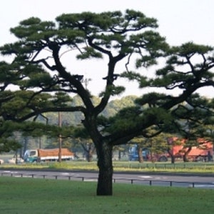 Pin noir - Pinus thunbergii - Graines d&#39;arbres
