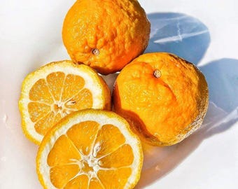 Bitter Orange / Seville Orange - Citrus X aurantium - Rare 'Fruit' Seeds