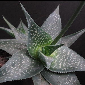 Smooth Aloe - Aloe imalotensis var. longeracemosa - Rare Succulent Plant Seeds - Red aloe, Green-Black, Pink aloe, Satin Aloe, Polished Aloe