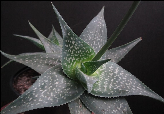 Smooth Aloe - Aloe Imalotensis Var. Longeracemosa - Rare Succulent
