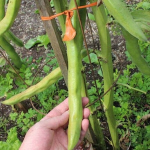 Könnte beinhalten: Eine Nahaufnahme einer langen, grünen Saubohne, die an einer Rebe wächst. Die Schote wird in einer Hand gehalten, um die Größe zu verdeutlichen. Die Bohne ist mit einem orangefarbenen Gummiband an einem Holzpfahl befestigt.