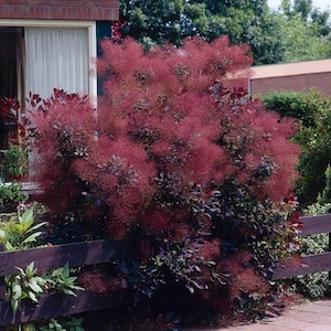 Könnte beinhalten: Ein leuchtend violetter Rauchbaum mit gefiederten Blüten in einer Gartenlandschaft. Der Baum steht vor einem Holzzaun und einem Backsteingebäude.