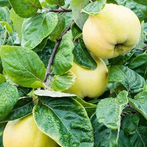 Quince Fruit Tree - Cydonia Oblonga - Rare &#39;Fruit&#39; Seeds - Quince, Yellow-Green, Membrillo Tree, Golden Apple, Quince Pear, Chaenomeles Tree