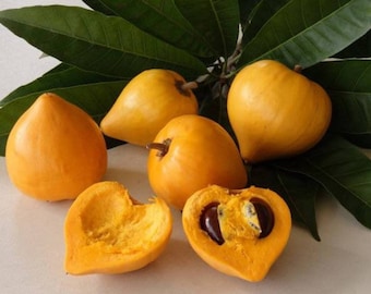 Cupcake Fruit / Eggfruit / Zapote Amarillo / Abui Fruit - Pouteria campenchiana - Rare 'Fruit' Seeds - Yellow Sapote, Red-Yellow, Abiu Fruit