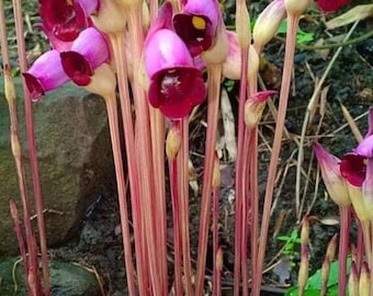 Fiore fantasma della foresta - Aeginetia indica - Semi di piante rare - Fiore spirituale, rosso-rosa, orchidea fantasma, fiore infestato, fiore etereo