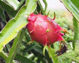 May include: A close-up of a ripe, pink dragon fruit growing on a green cactus plant. The fruit has a spiky, textured skin and is partially covered by a large, green leaf.