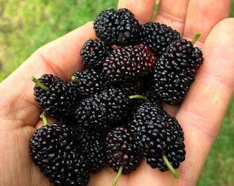 Morwa czarna - Morus nigra - rzadkie nasiona 'owocowe' - morwa perska, czarno-fioletowa, morwa jeżynowa, morwowate