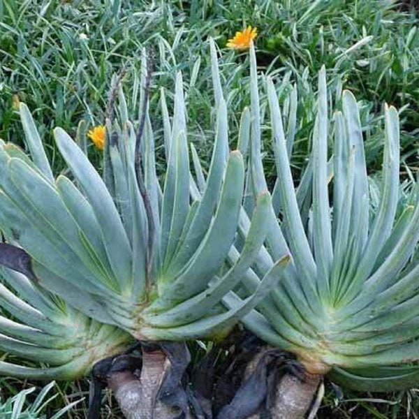 Fächer-Aloe - Aloe plicatilis - Seltene 'Sukkulenten'-Samen - Kumara plicatilis, Grau-Gelb, fächerförmiger Aloe, Brunnen-Aloe, Fächerblatt-Aloe, Kumara-Aloe