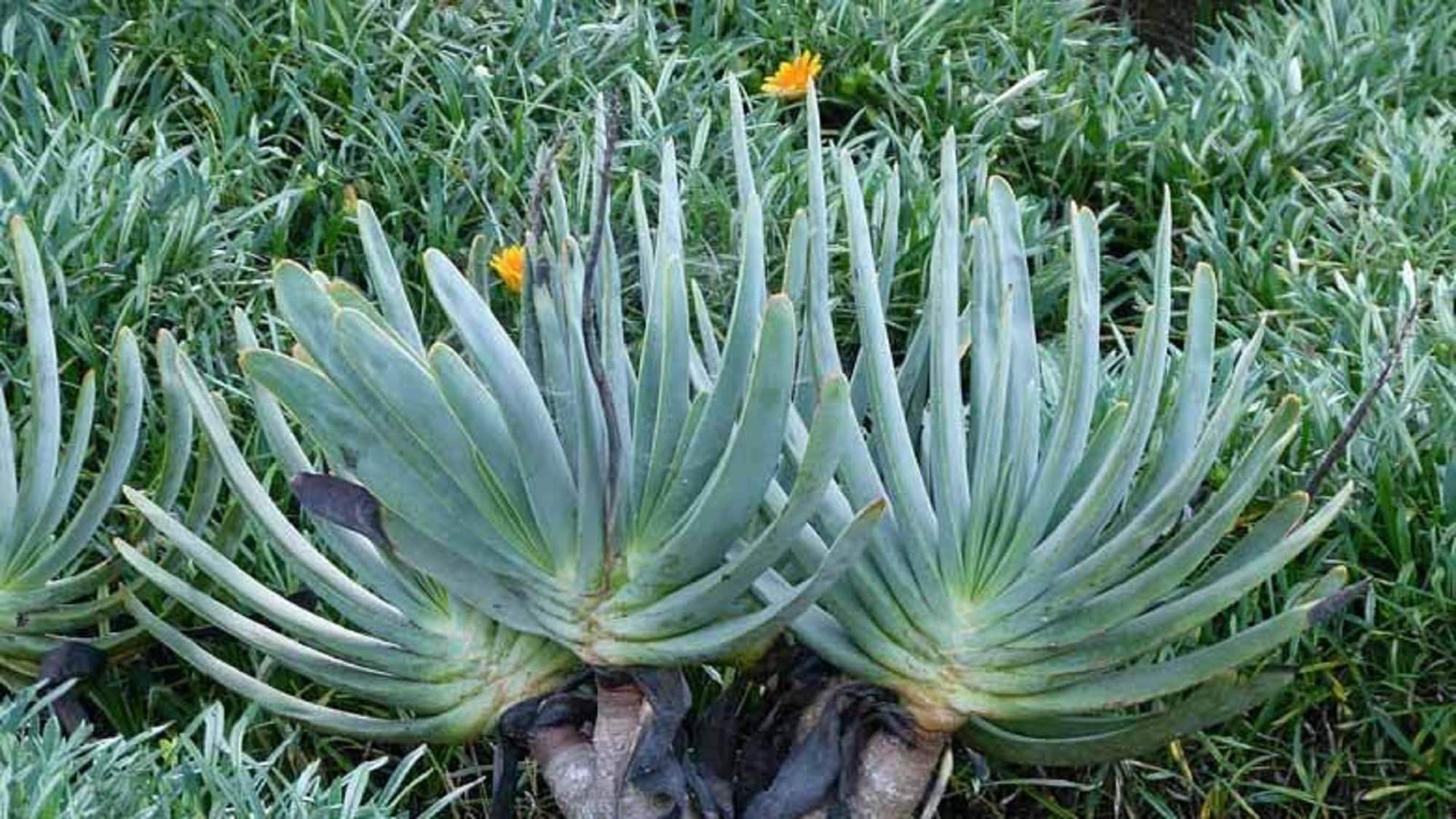 Aloe hercules plant - Etsy 日本