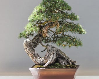 Flamboyant Flamme Bonsai Baum - Delonix regia - Seltene 'Bonsai' Samen -  Royal Poinciana, Rot-Grn, Flammenbaum, Pfauenblume, Flamegold Baum - Etsy  Schweiz
