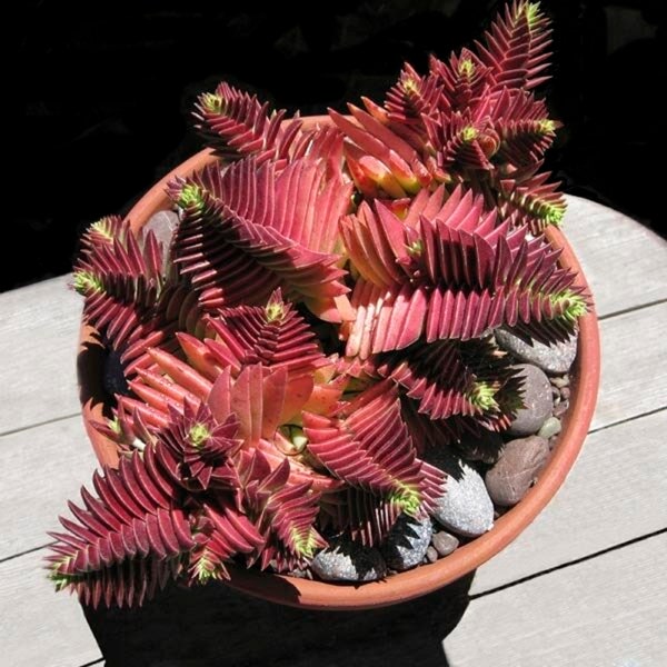 Red Pagoda - Crassula corymbulosa - Rare 'Succulent' Seeds - Pagoda Plant, White-Pink, Scented Glory Bower, Crimson Turret, Burgundy Spire