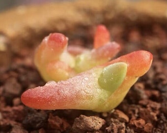 Finger-and-Thumb Plant - Pink - Mesembryanthemum digitatum / Dactylopsis digitata - Rare Succulent Plants Species