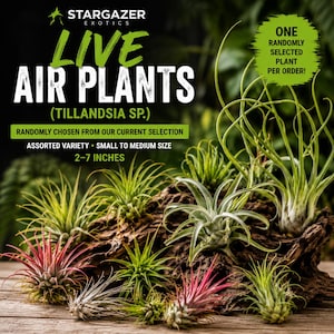 Könnte beinhalten: Eine Auswahl an lebenden Luftpflanzen, Tillandsia sp., in verschiedenen Farben, präsentiert auf einem Holzstück. Die Pflanzen sind zwischen 5 und 18 cm groß. Der Text lautet "Live Air Plants" und "Eine zufällig ausgewählte Pflanze pro Bestellung!"