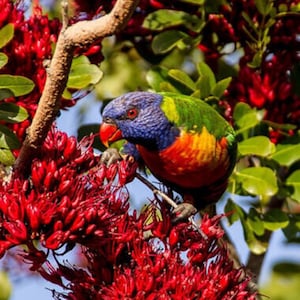 Puede incluir: Un colorido lorito arcoíris posado en una rama con flores rojas. El pájaro tiene la cabeza azul, el cuerpo verde y detalles naranja y amarillo.