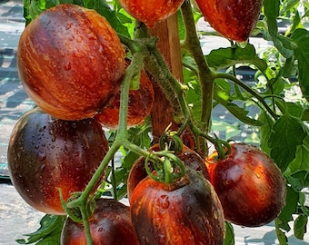 Gargamel Tomate - Solanum lycopersicum - Seltenes Erbgemüse