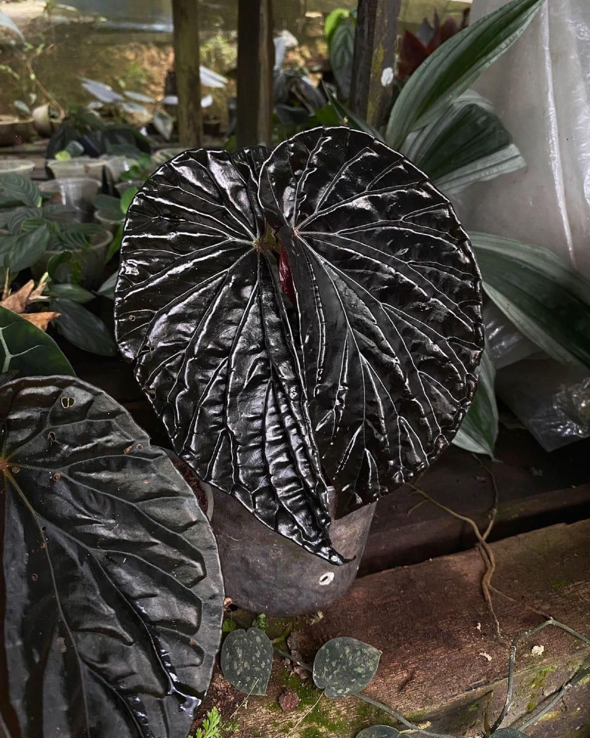 Begonia ferox - Etsy 日本 Begonia ferox - Etsy 日本