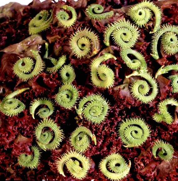 Rupsplant - stekelige schorpioenstaart - Scorpiurus muricatus - zeldzame ' plant'-zaden - rattenstaartcactus, geelrood, gouden rattenstaart - Etsy  Belgi
