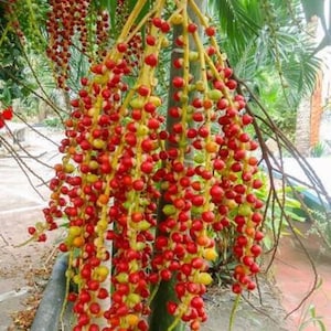 MaCarthur Palm - Ptychosperma macarthurii - Rare 'Plant; Seeds - Bamboo Palm. Yellow-Red, Dwarf Mountain Palm, Miniature Fish Tail Palm