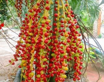 MaCarthur Palm - Ptychosperma macarthurii - Rare 'Plant; Seeds - Bamboo Palm. Yellow-Red, Dwarf Mountain Palm, Miniature Fish Tail Palm
