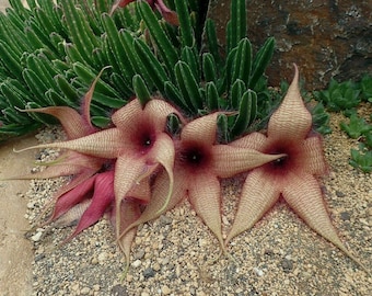 kaktus mit langen blättern Epiphyllum ackermanii main image 0