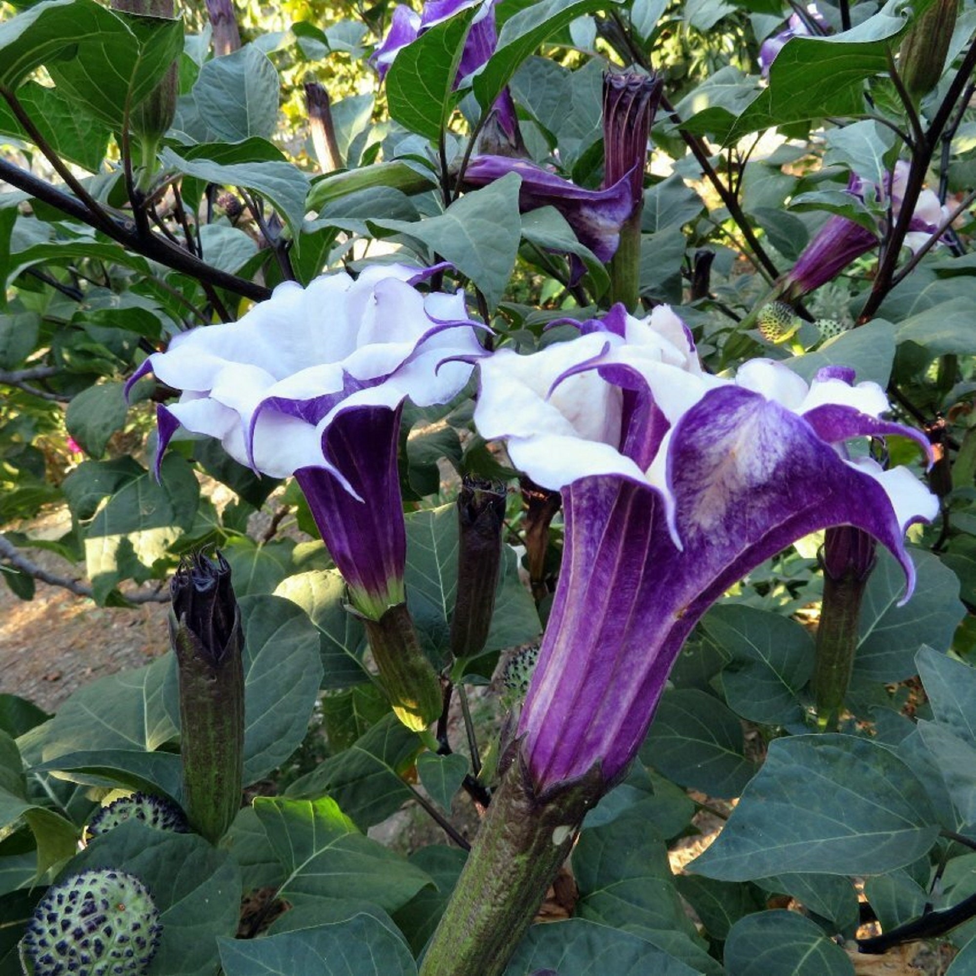 ★DaTuRa★フラワーベッドカーデ♡ Datura T-Shirt – Theodore Payne Foundation