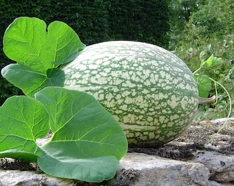 May include: A large, green and white, round, bumpy gourd with green leaves.